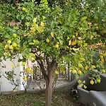 Villa Pina